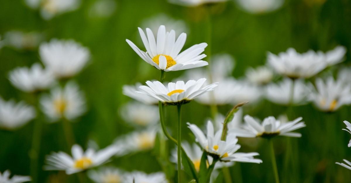 Blommande prästkragar på en äng 