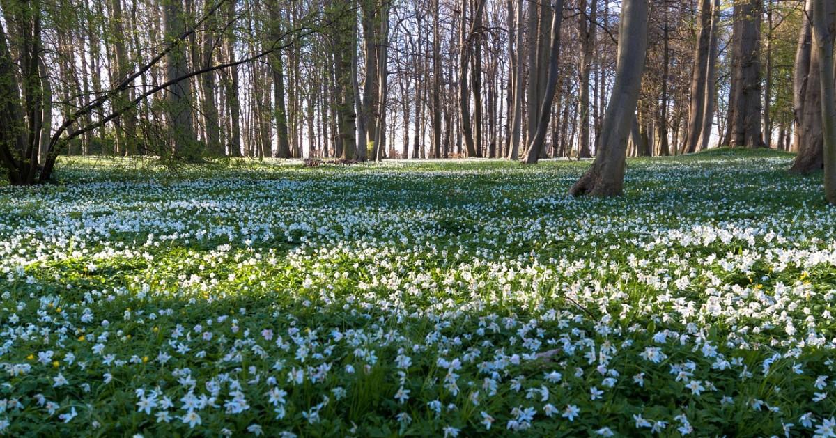 En skogsdunge full av vitsippor