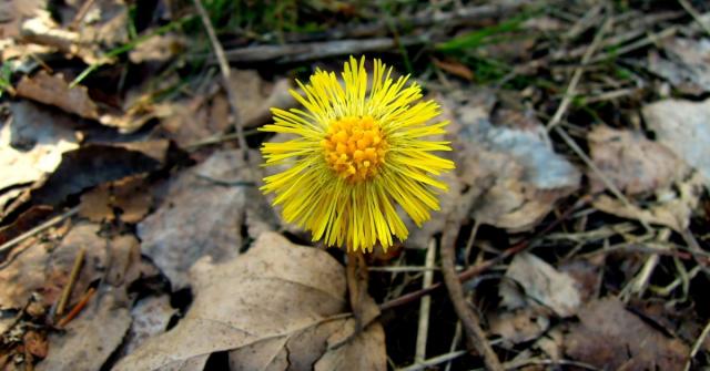 Blommande tussilago bland torra löv 