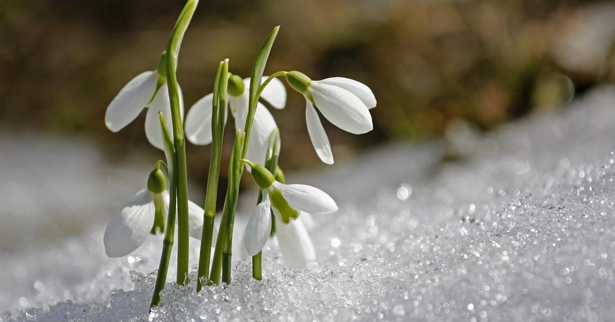 Snödroppe-blommor som trängt sig genom snön och slagit ut i blom 