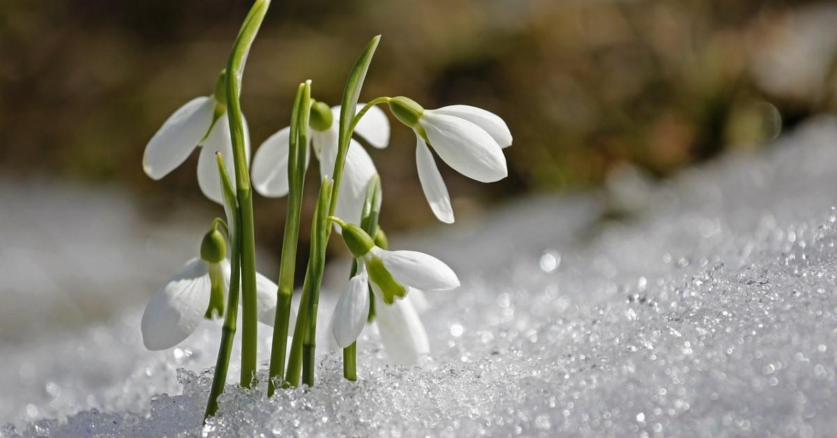 Snödroppe-blommor som trängt sig genom snön och slagit ut i blom 